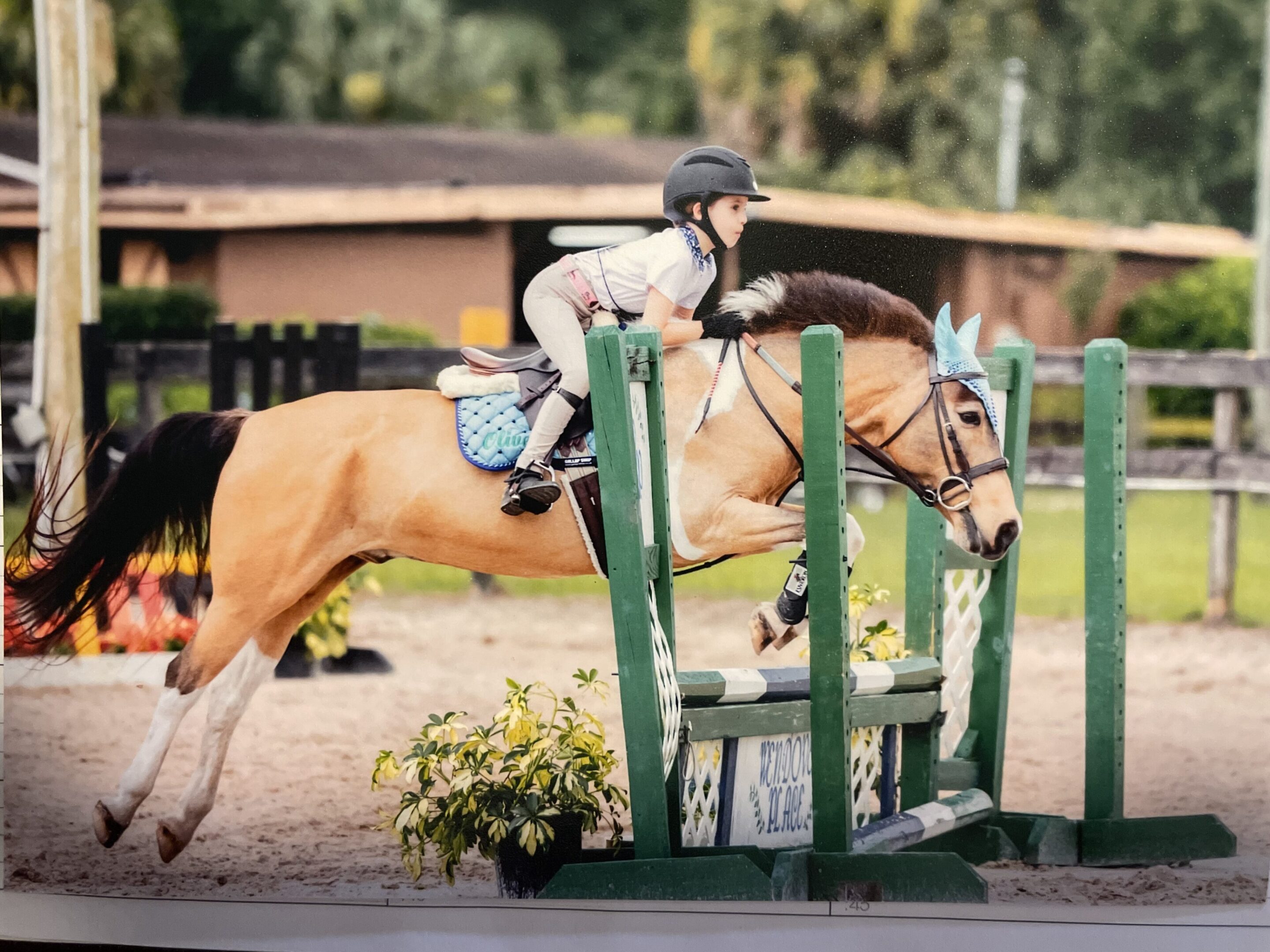 A girl riding a small horse jumping jumping over a green jump during an equestrian competition